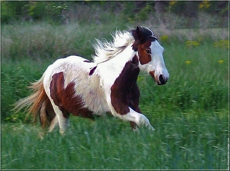 Pinto horse running in field