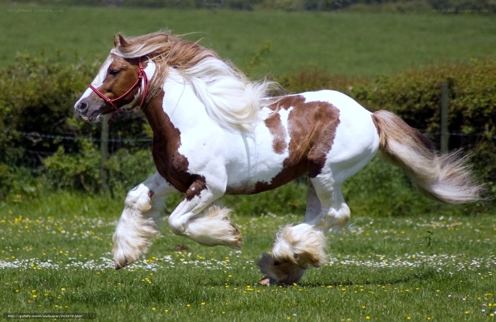 Pinto horse running in field