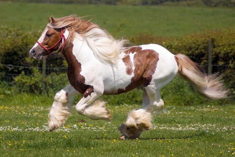Pinto Horse Running