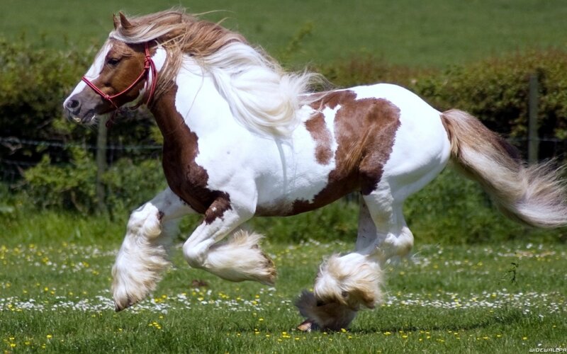 Pinto Horse Running — White, Active, Afternoon, Photograph, Grass