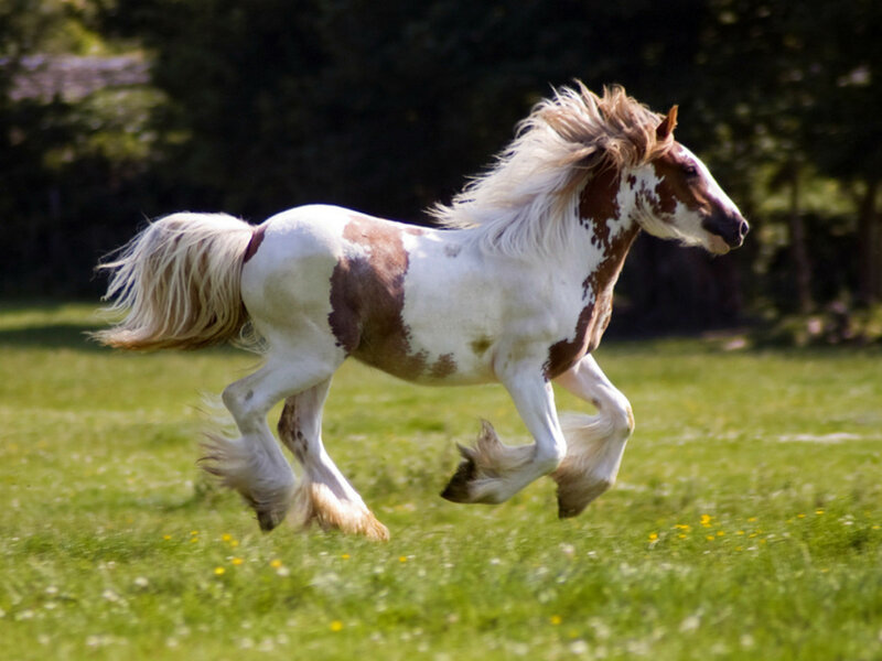 Pinto Horse Running — White, Active, Afternoon, Photograph