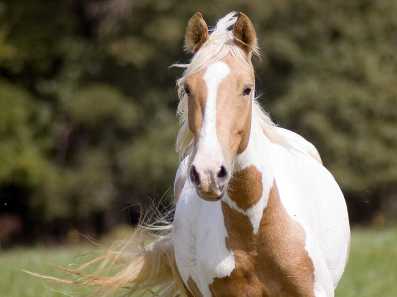 Pinto Horse Running — White, Active, Afternoon
