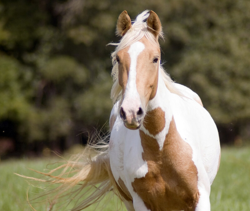 Pinto Horse Running — White, Active