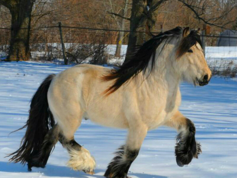 Pinto Horse Running — White, Active, Winter