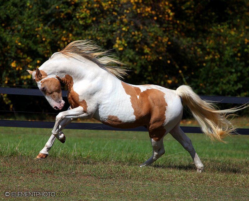 Pinto Horse Running — White, Dynamic, Afternoon, Photograph, Fence