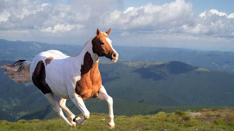 Pinto Horse Running — White, Dynamic, Afternoon