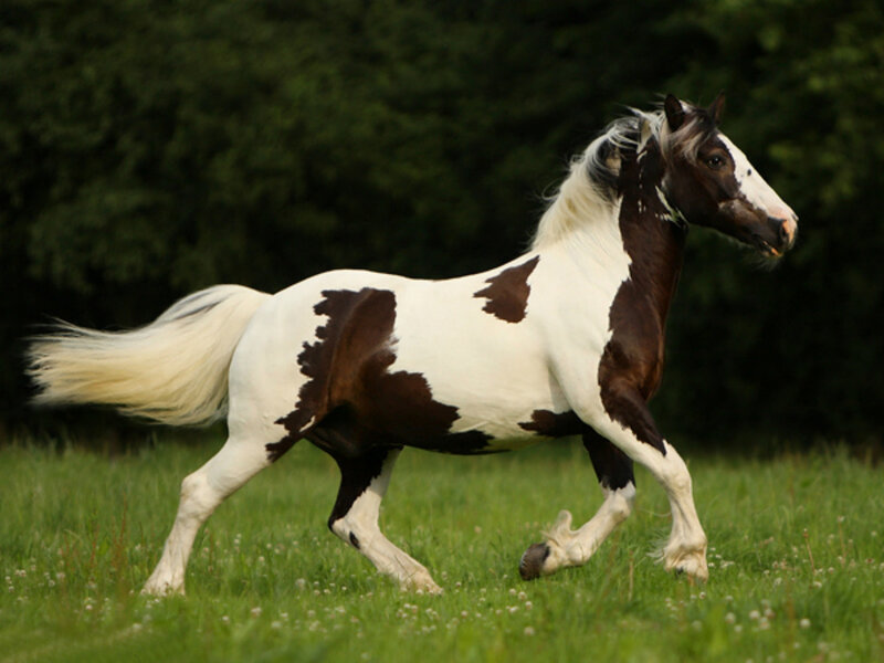 Pinto Horse Running — White, Dynamic