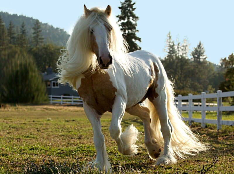 Pinto Horse Running — White, Serene