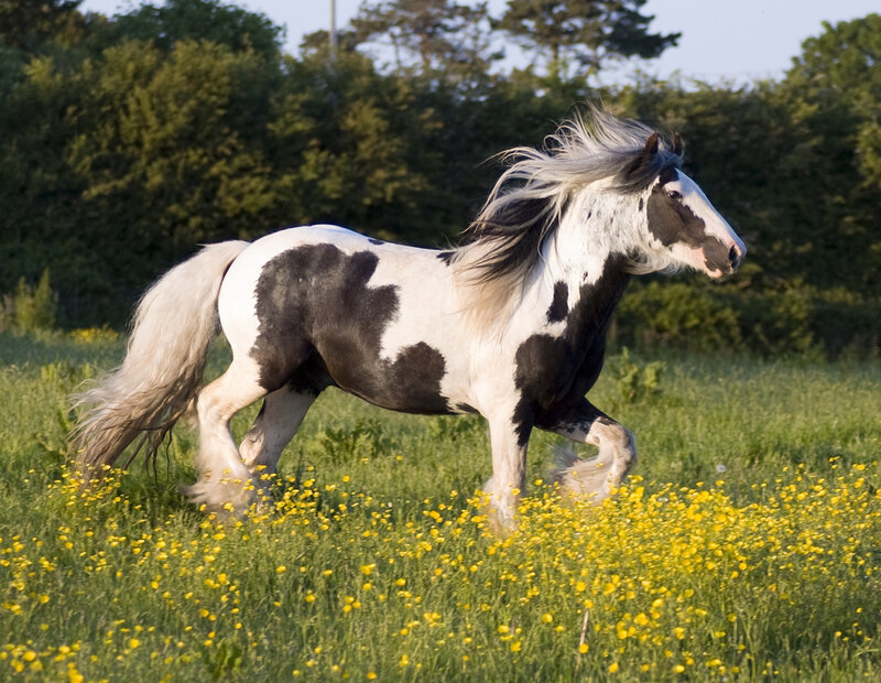 Pinto Horse Running — White