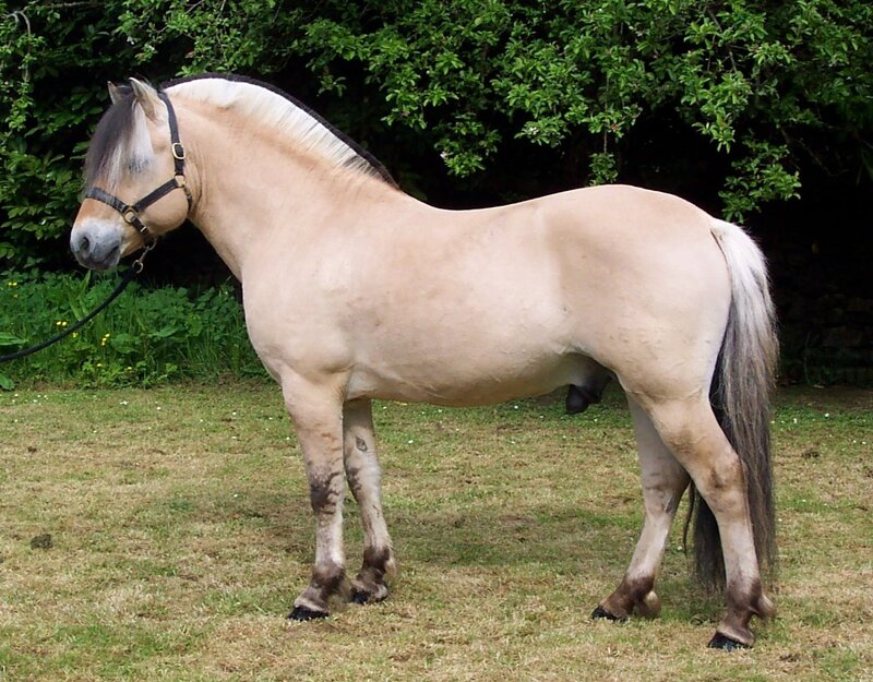 Pinto Horse Standing — Tan