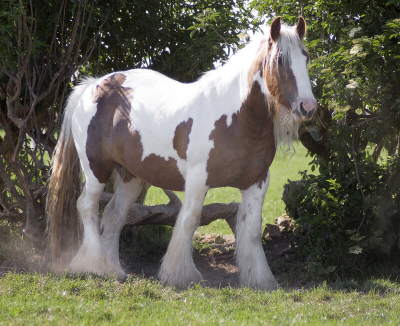 Pinto Horse Standing