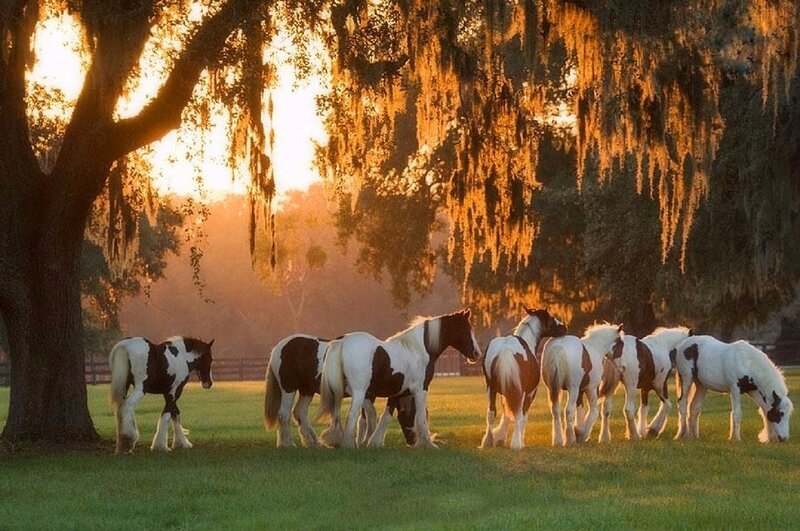 Pinto Horses in Field — Green