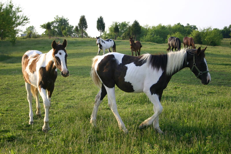 Pinto Horses in Field