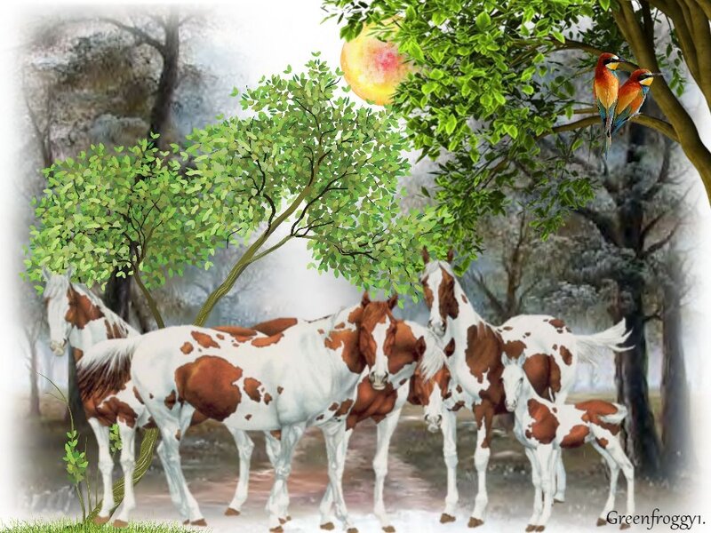 Pinto Horses in Forest