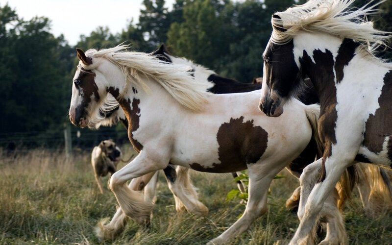 Pinto Horses Running — White, Dynamic, Afternoon, Photograph