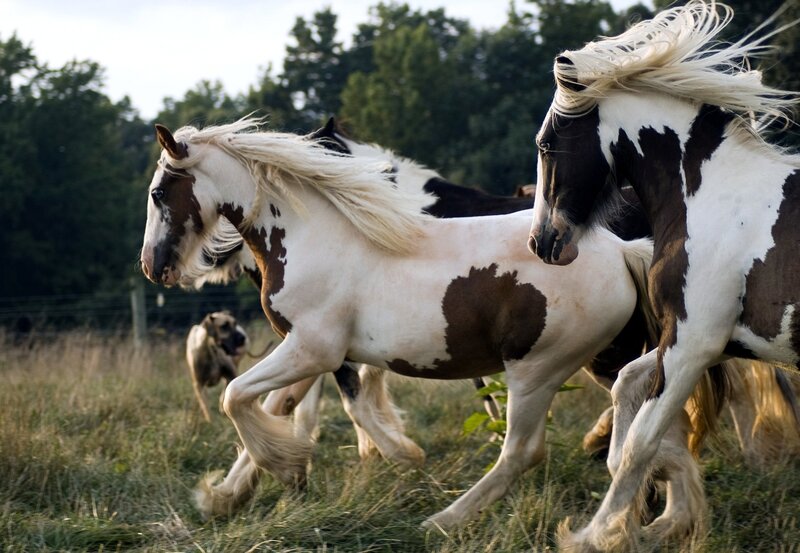 Pinto Horses Running — White, Dynamic, Afternoon