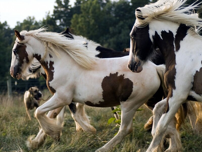Pinto Horses Running — White, Dynamic