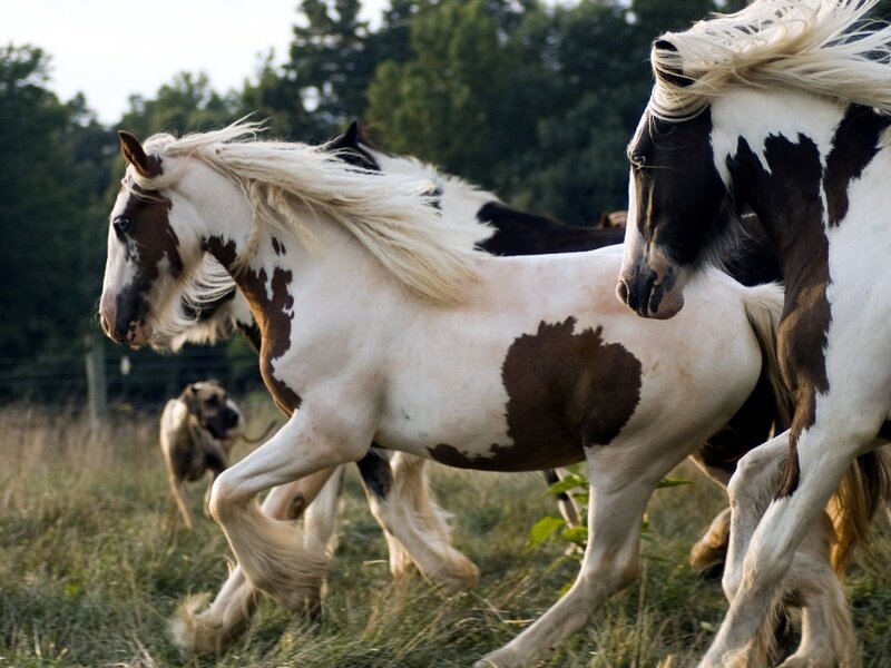 Pinto Horses Running — White