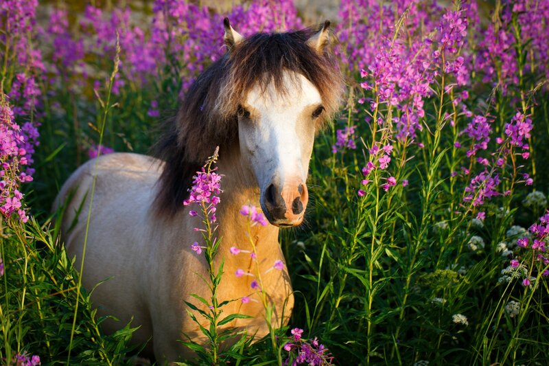 Pinto Pony in Flowers