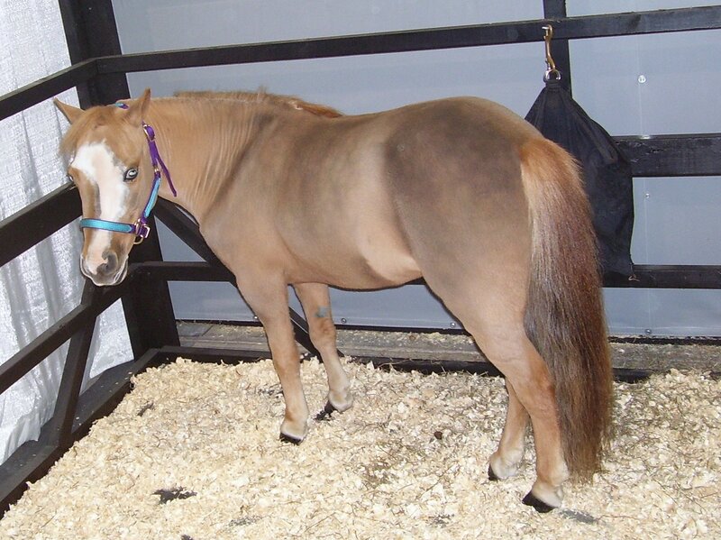 Pinto Pony in Stall