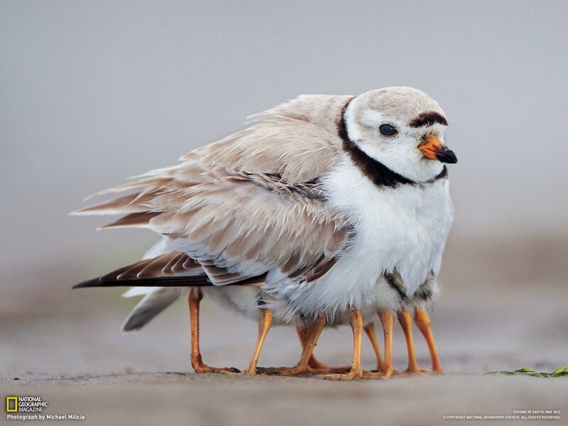 Piping Plover Bird — Beige