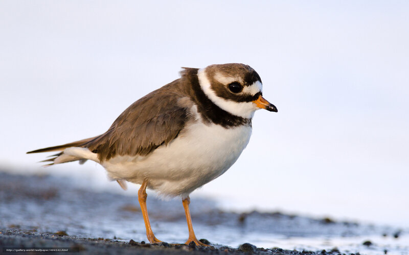 Piping plover bird standing
