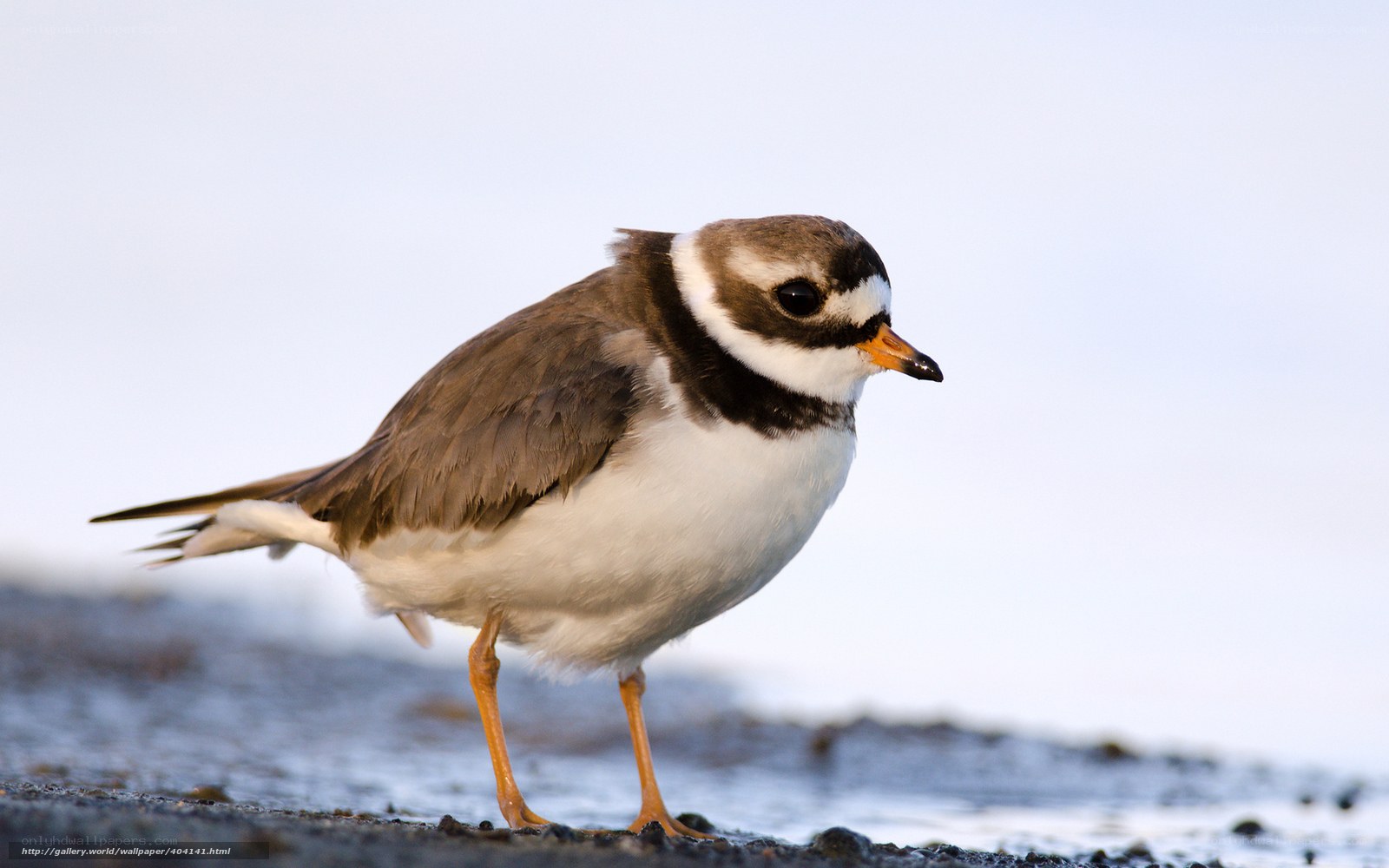 Piping plover bird standing