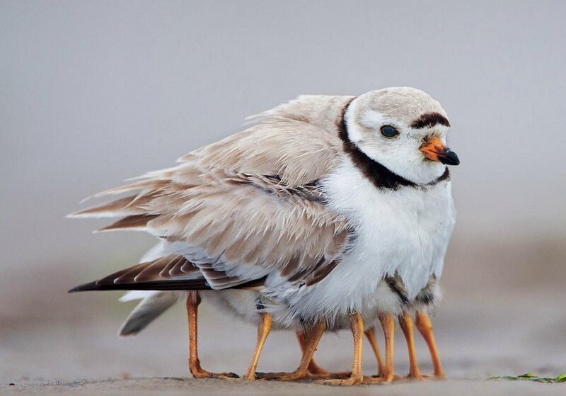 Piping Plover Bird