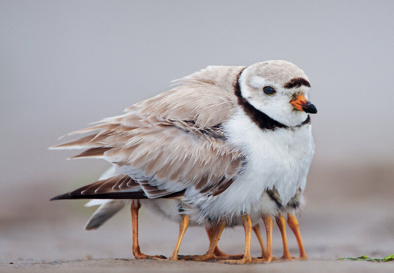 Piping Plover Bird — White, Calm