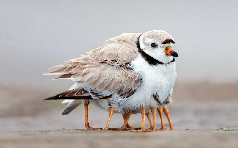 Piping Plover Bird — White