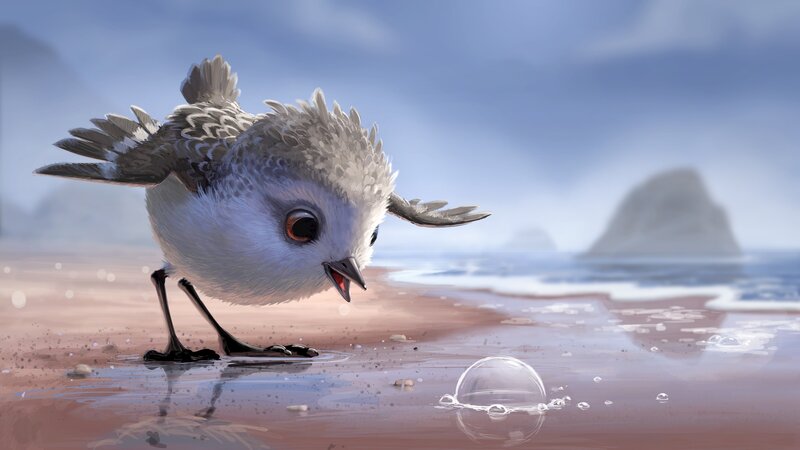 Piping Plover Chick