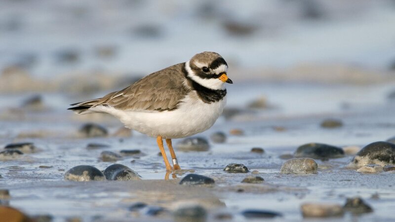 Piping plover on a beach