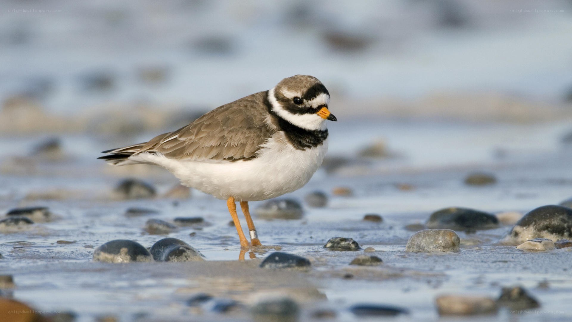 Piping plover on a beach