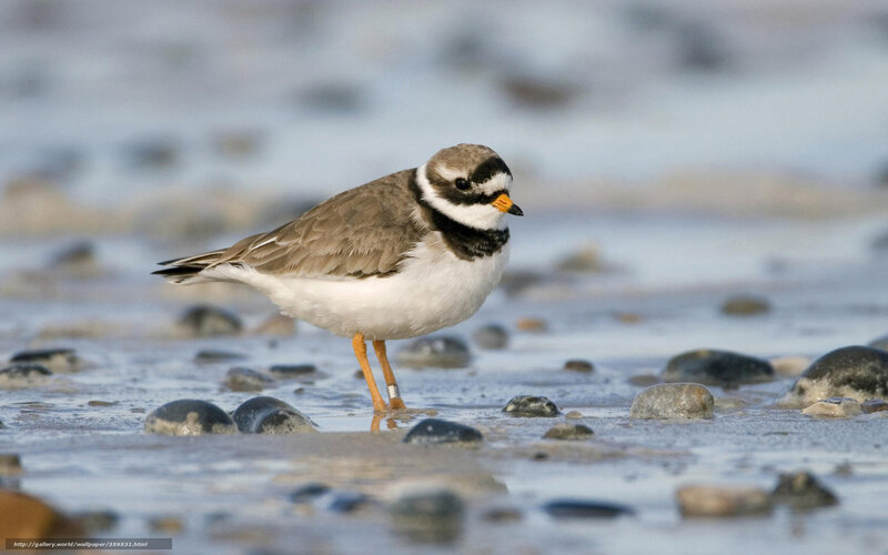 Piping plover on a beach
