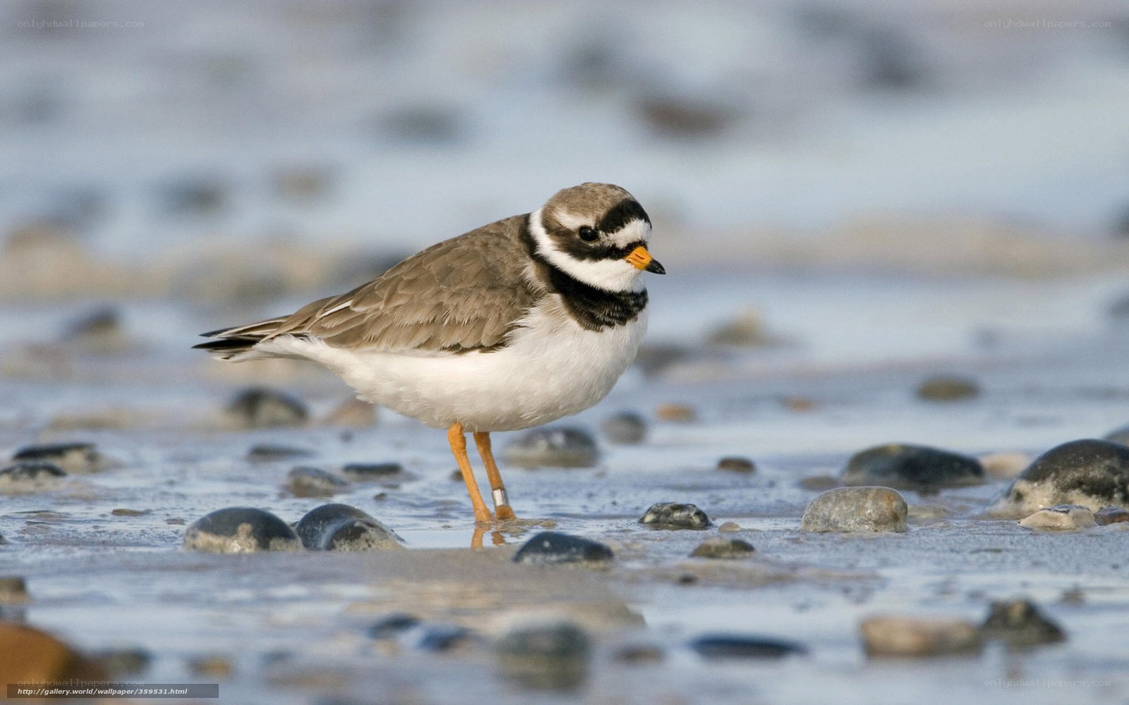 Piping plover on a beach