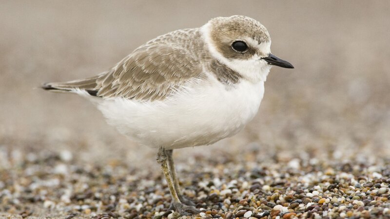Piping plover on pebbles