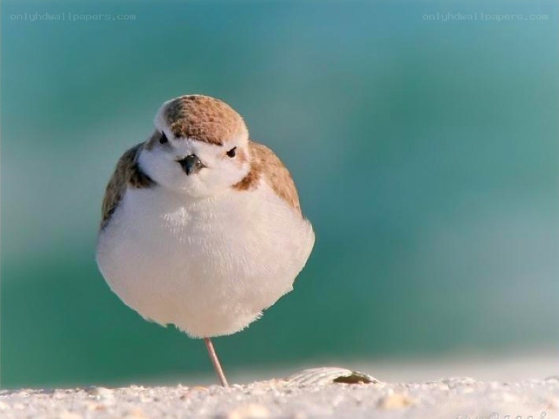Piping plover on the beach