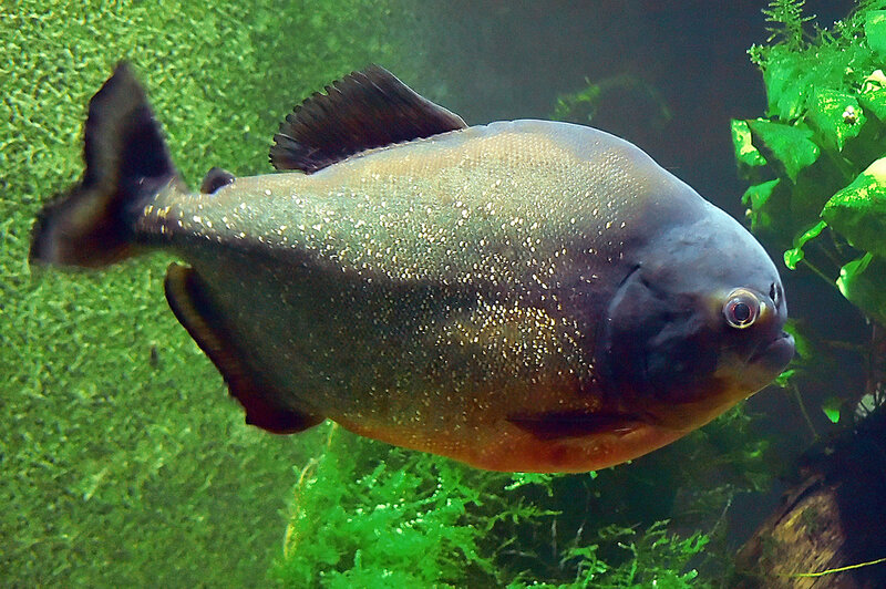 Piranha Fish — Green, Calm, Photograph