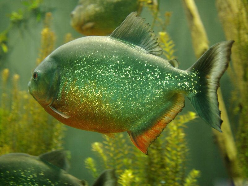 Piranha Fish — Green, Calm
