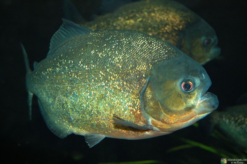 piranha fish in aquarium