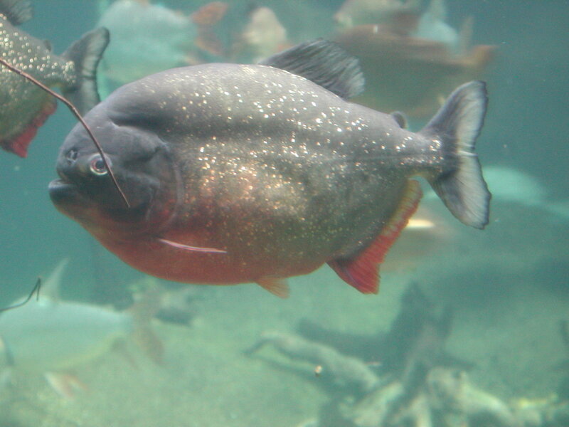 piranha fish in aquarium