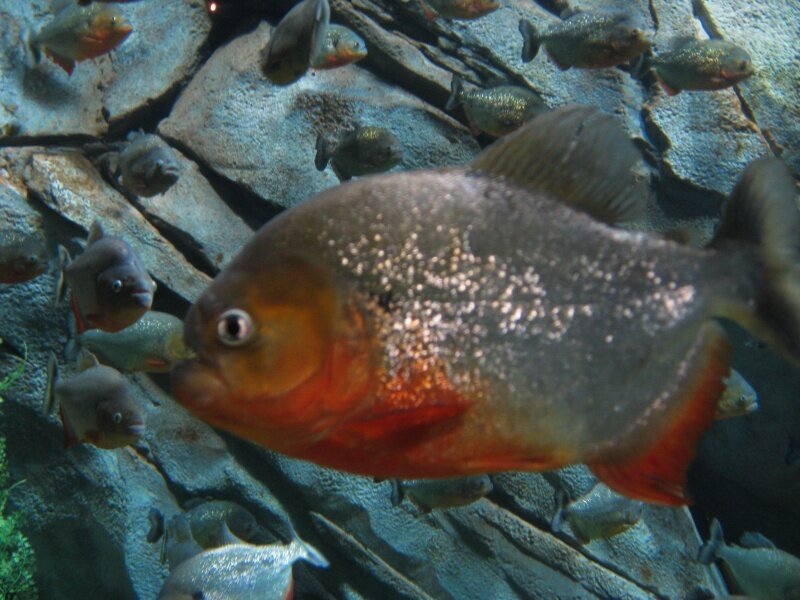 Piranha Fish in Aquarium — Gray