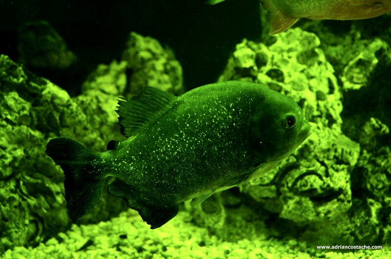 Piranha Fish in Aquarium — Green, Dark
