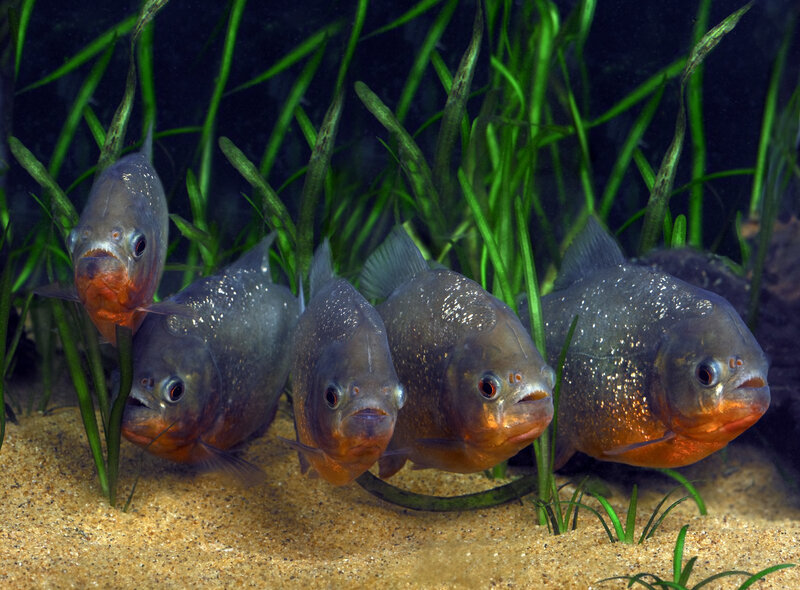 Piranha Fish in Aquarium — Green, Natural
