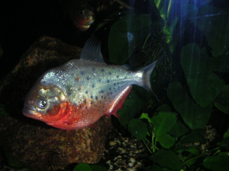 Piranha Fish in Aquarium — Green