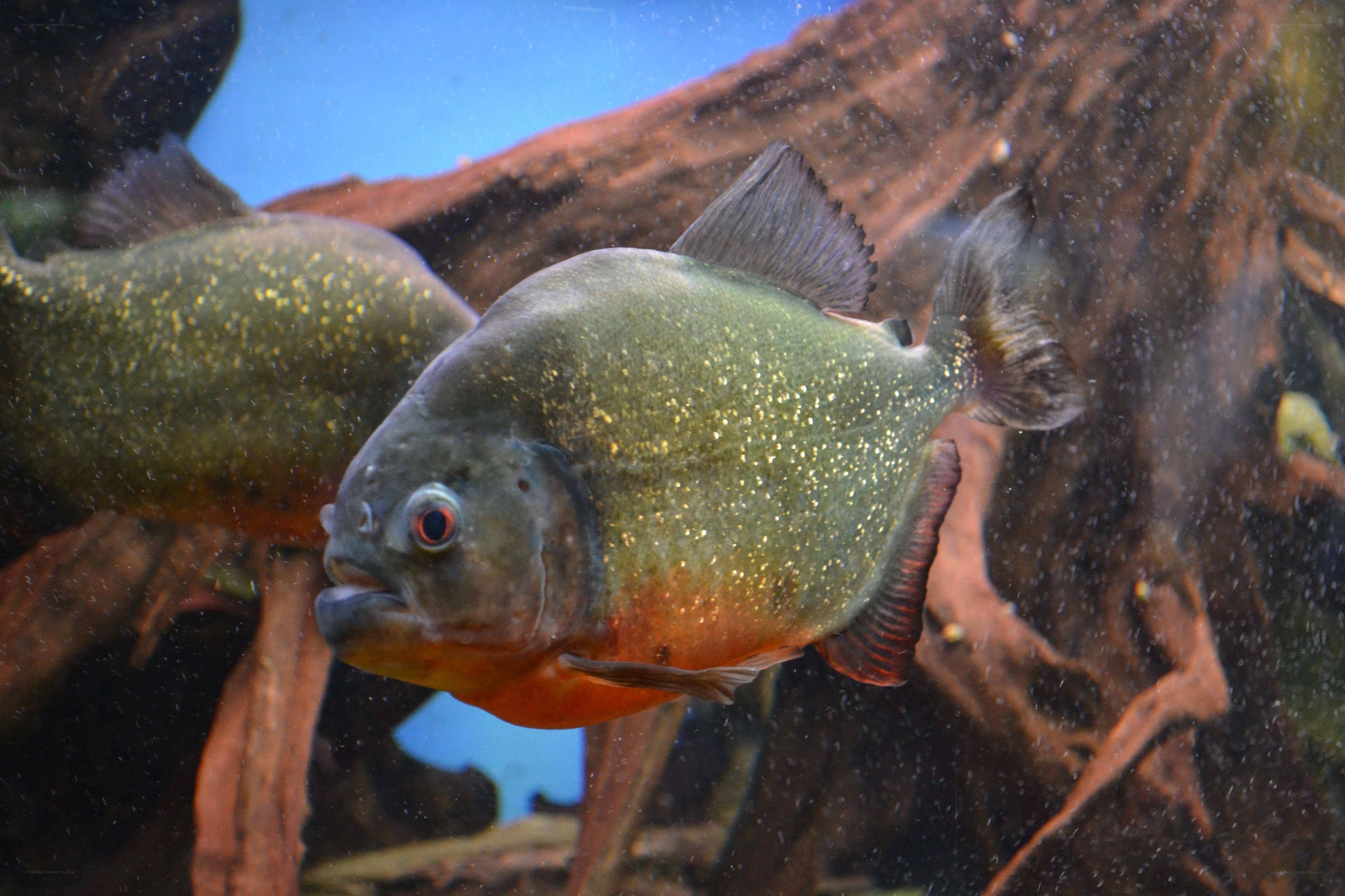 piranha fish in aquarium