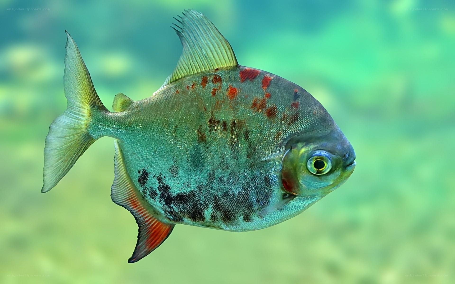 piranha fish in clear water