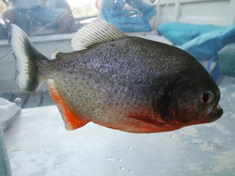 piranha fish in tank