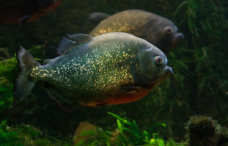 Piranha Fish Swimming