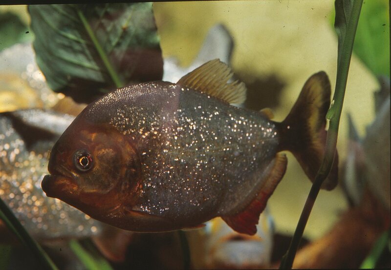 Piranha Fish